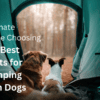 Ultimate Guide Choosing the Best Tents for Camping with Dogs